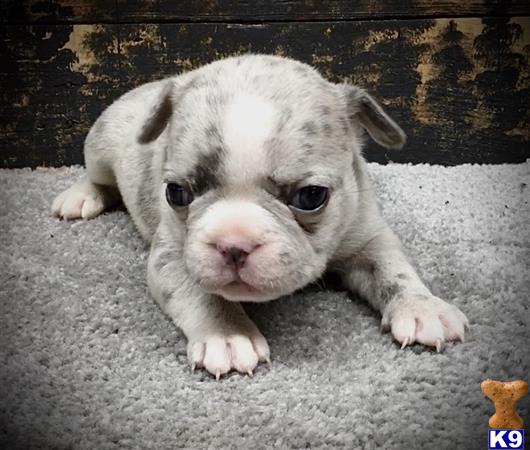 gpupies20 Picture 1